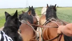 Attelage de chevaux de trait en campagne picarde